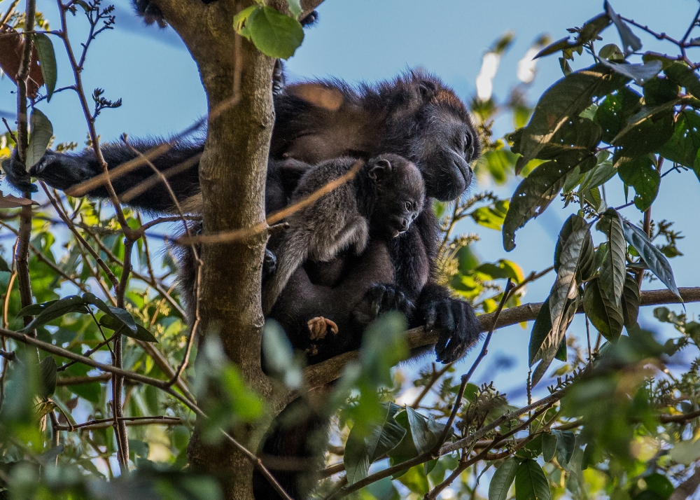 Costa Rica Howlers